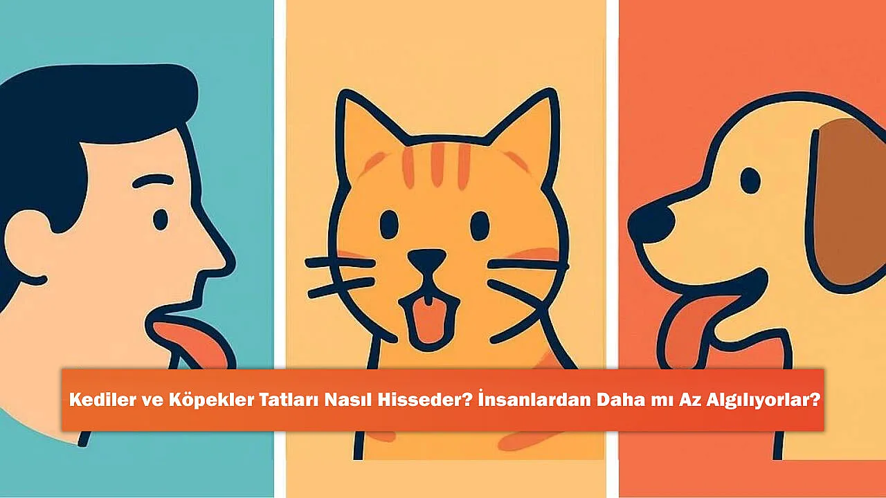 Kediler ve Köpekler Tatları Nasıl Hisseder? İnsanlardan Daha mı Az Algılıyorlar?