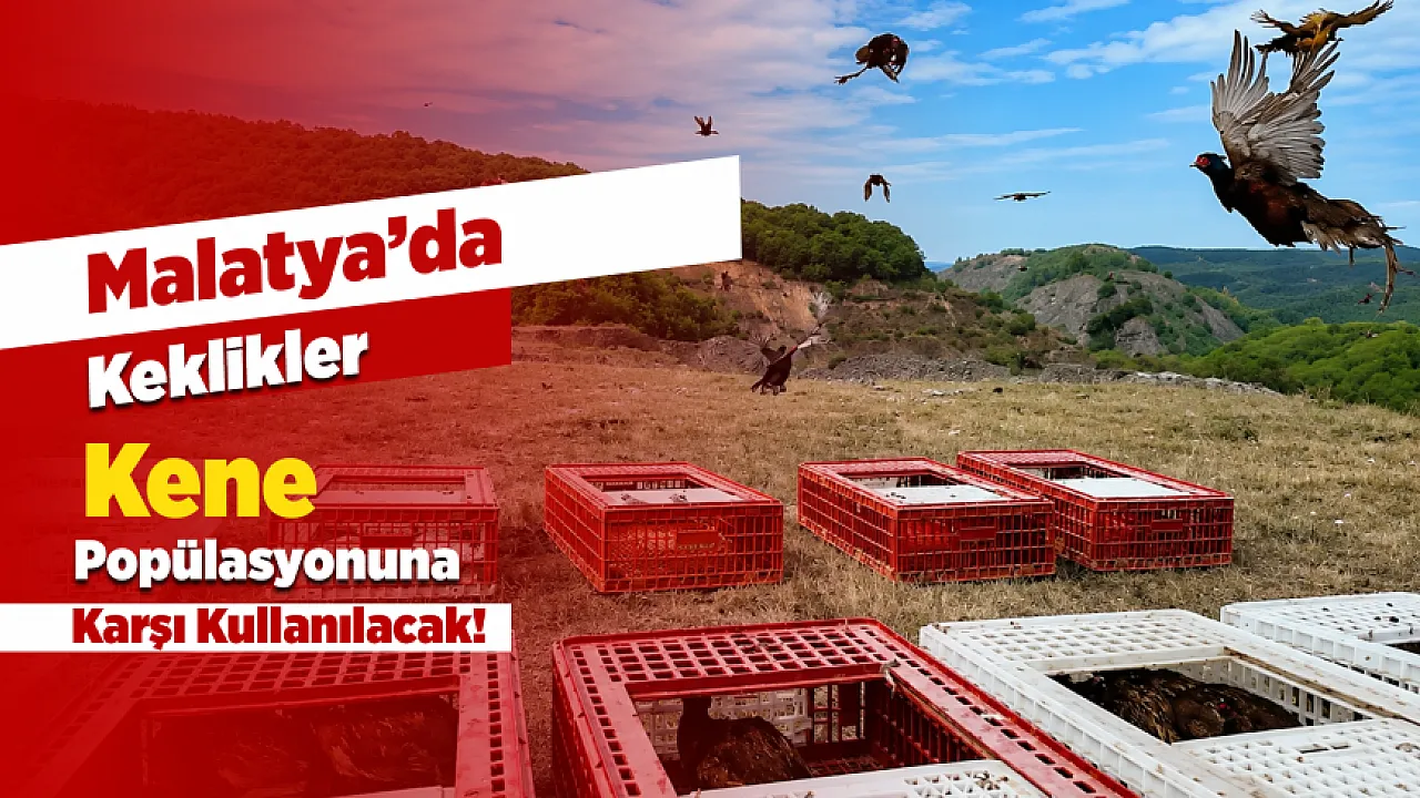 Malatya'da Üretilen Keklikler Kene Mücadelesi İçin Doğaya Salınacak