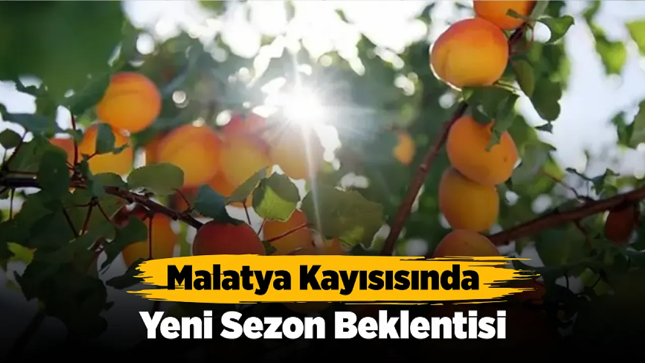 Malatya'da Kayısı Üreticisinin Merakla Beklediği Veriler İçin Geri Sayım Başladı!
