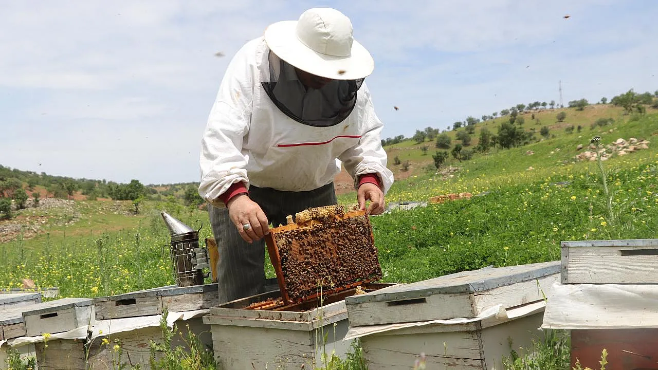 Siirtli Aile Karavanla Dağ Dağ Gezerek Rekor Üretime Koşuyor