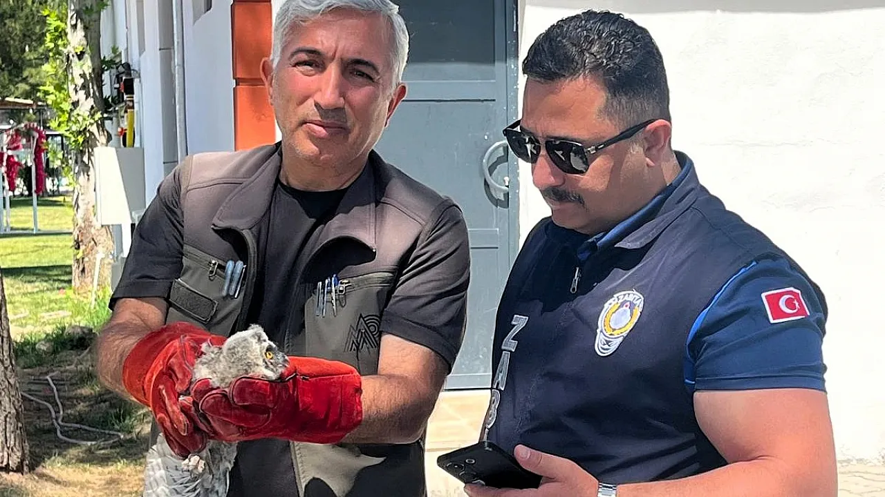 Battalgazi Zabıtasından Örnek Davranış! Yavru Baykuş Koruma Altına Alındı