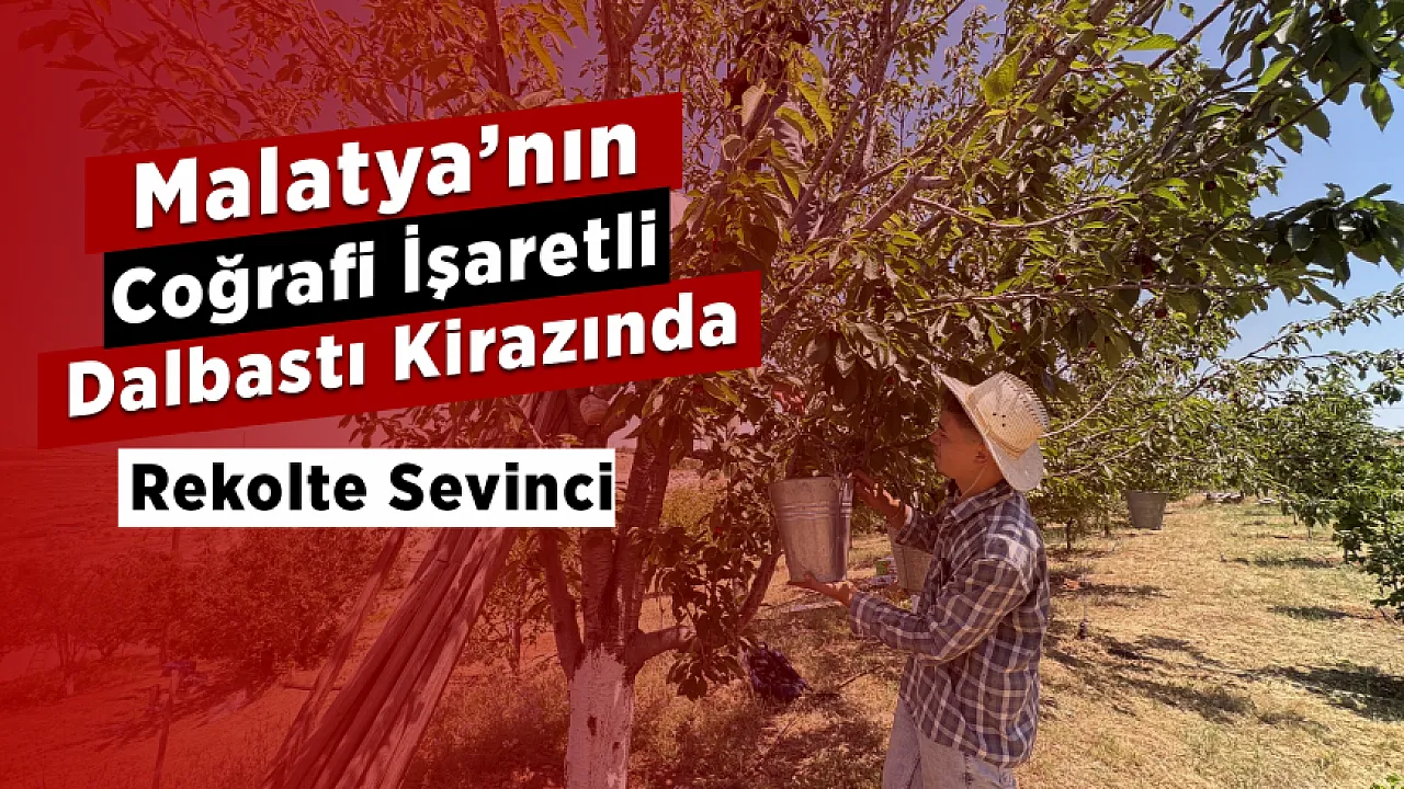Malatya'nın Dalbastı Kirazında Rekor Sezon! Üretici Bu Yıl Yüzünü Güldürdü