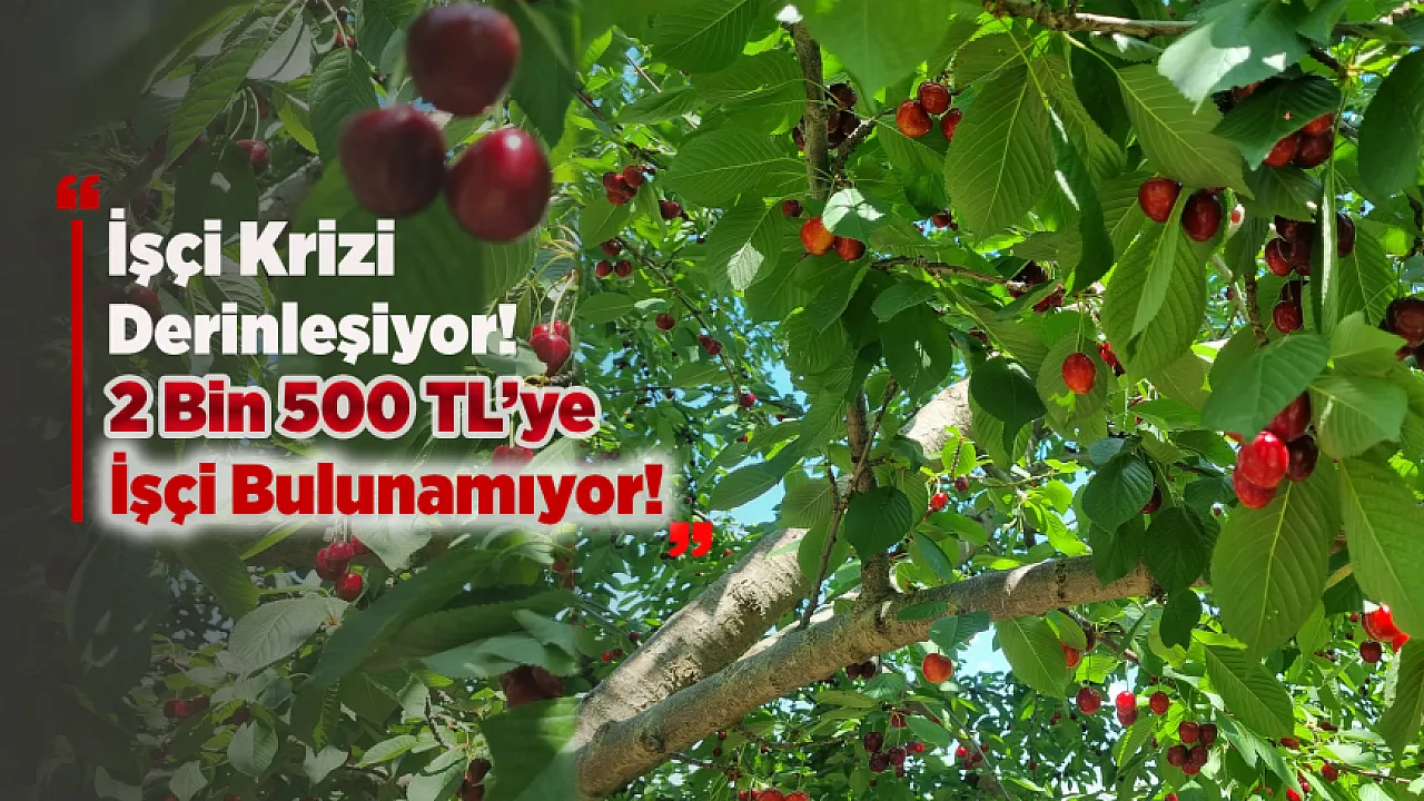 Malatya'da Dalbastı Kirazında Hasat Başladı! İşçi Çıkmazı Sürüyor