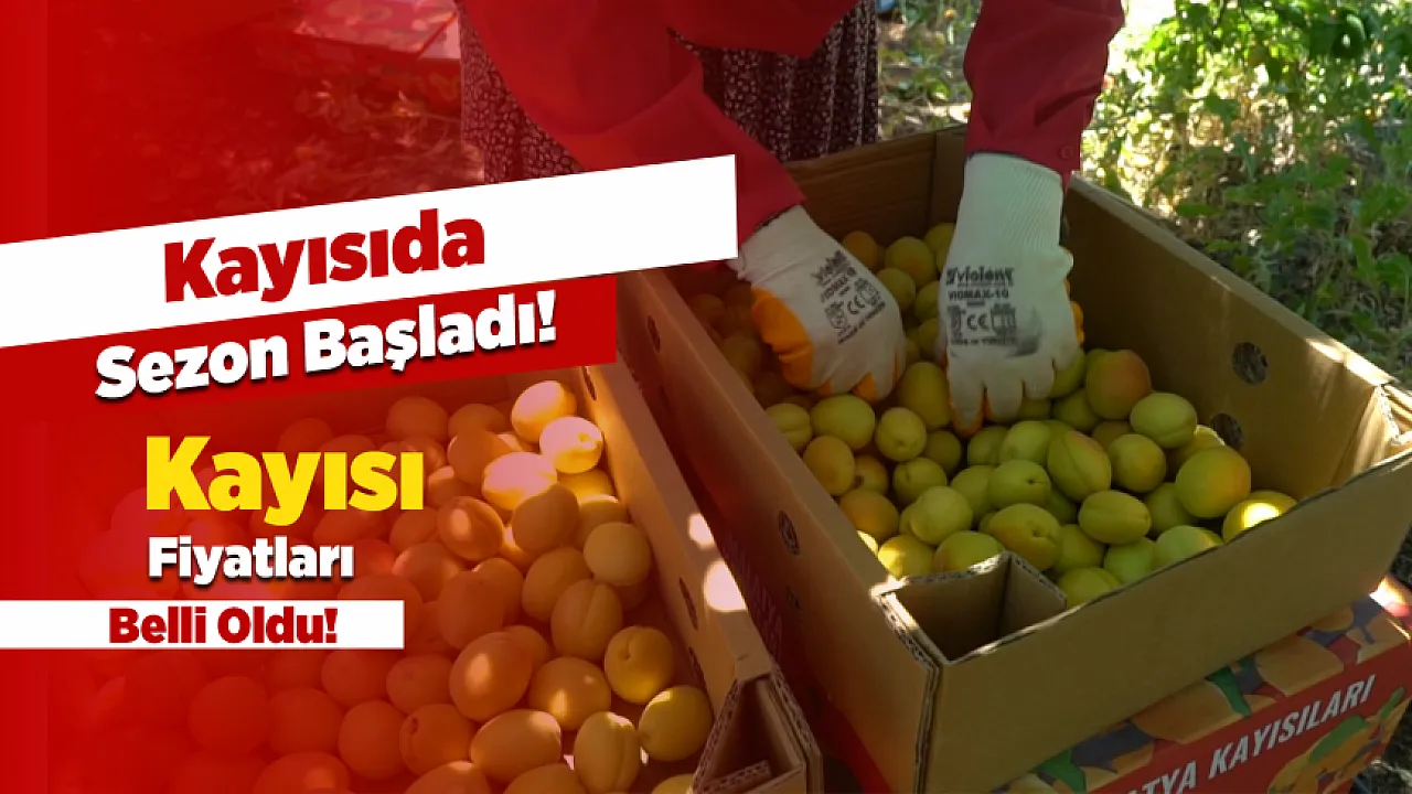 Malatya'da İki Yıllık Hasret Sona Erdi! Kayısıda Rekolte Sevinci Piyasaları Canlandırdı