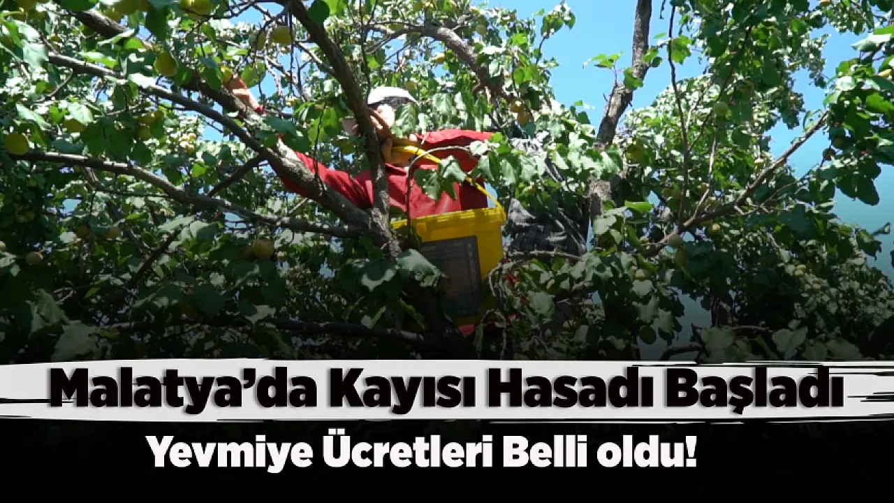 Günde 10 Saat Çalışıyorlar! Malatya'da Kayısı İşçisinin Aldığı Ücret Şaşırttı