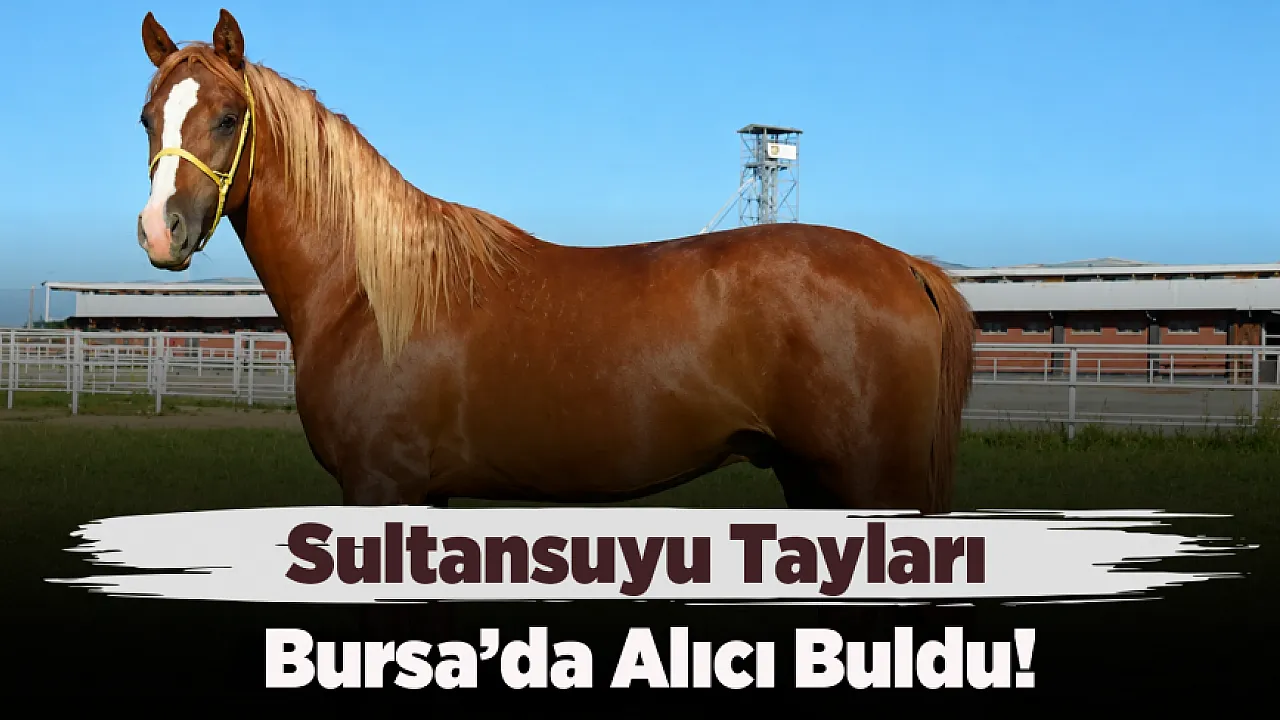 Malatya'nın Asil Safkanları Bursa'da Görücüye Çıktı