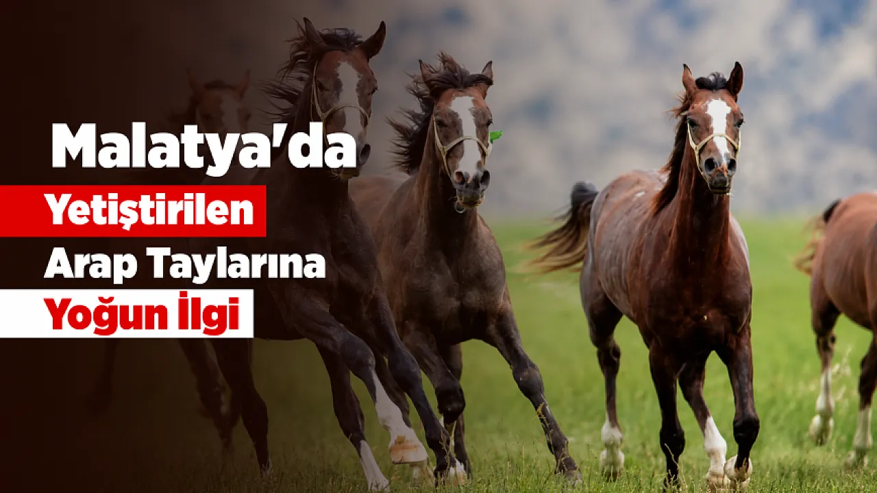 Sultansuyu Tayları Milyonluk Satışlarla Gündemde! Online İhalede Gelir 23 Milyon Lirayı Geçti