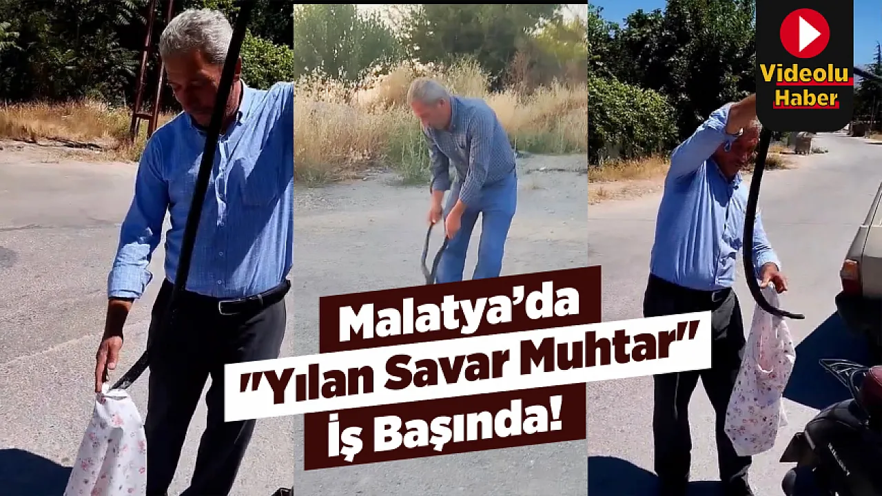 Malatya'da 'Yılan Savar Muhtar' Bu Kez İki Dev Kara Yılanını Yakaladı!