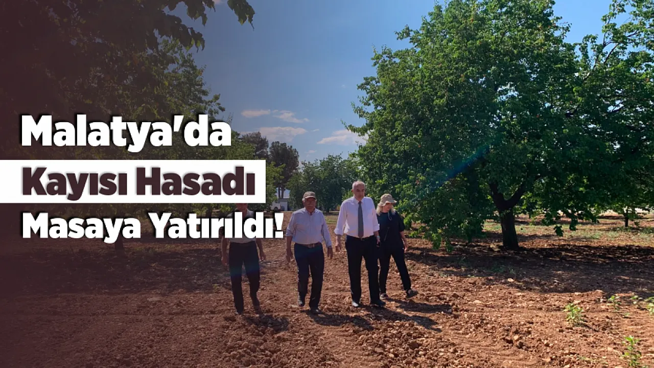 Malatya'da Kayısı Hasadı Sahada Değerlendirildi! Üreticilerin Talepleri Dinlendi