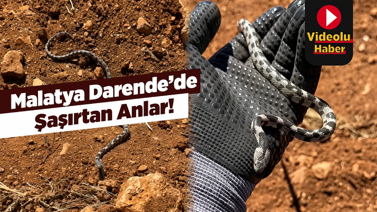 Malatya Darende'de İlginç Karşılaşma!