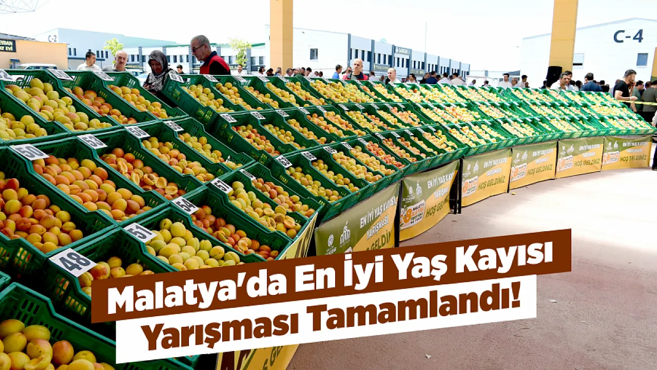Malatya'nın Altın Meyvesi Yarıştı! En İyi Yaş Kayısı Üreticileri Açıklandı