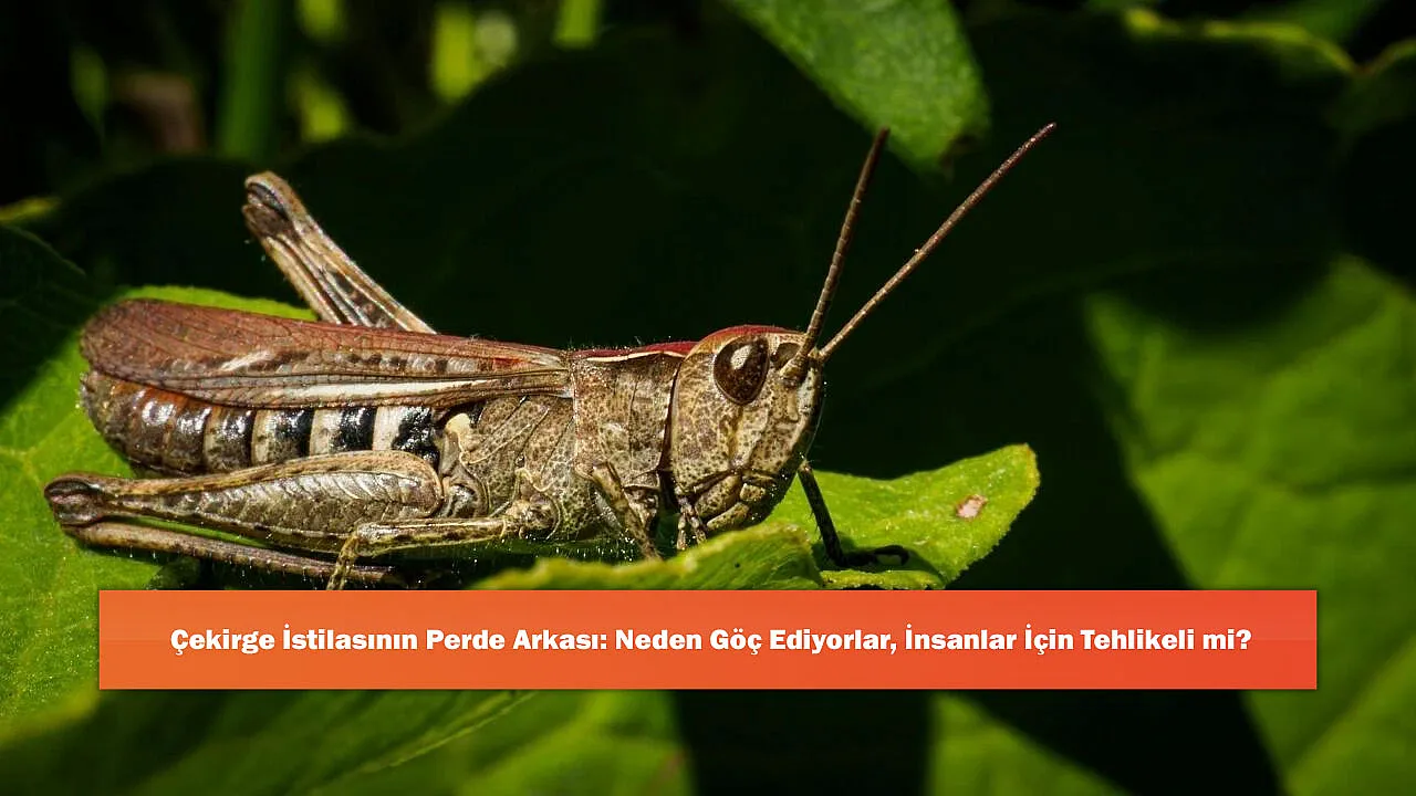 Çekirge İstilasının Perde Arkası: Neden Göç Ediyorlar, İnsanlar İçin Tehlikeli mi?