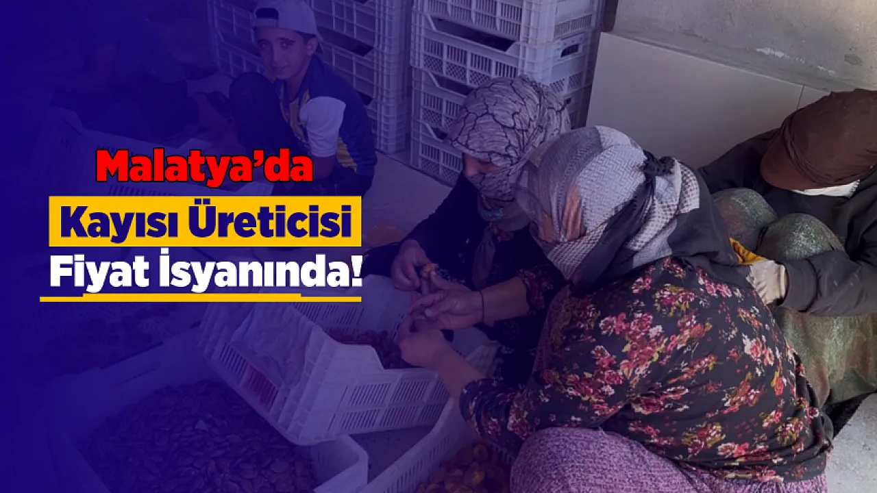 Kayısıda Tüccar Oyunu! Fiyatlar Dibi Gördü