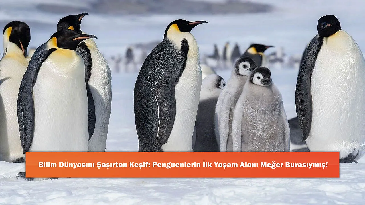 Bilim Dünyasını Şaşırtan Keşif: Penguenlerin İlk Yaşam Alanı Meğer Burasıymış!