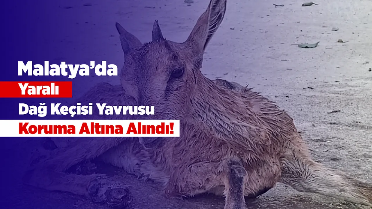 Malatya'da Yaralı Bulunan Dağ Keçisi Yavrusu Koruma Altına Alındı!