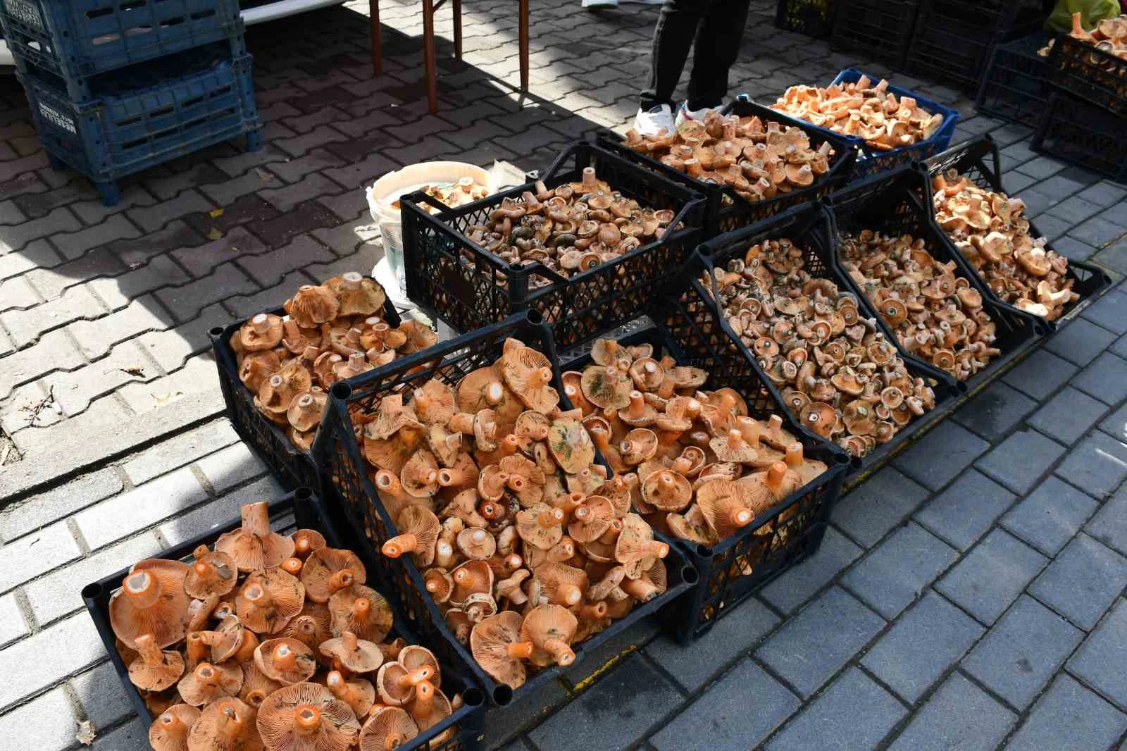 Vezirköprü’de kanlıca mantarı tezgahlarda