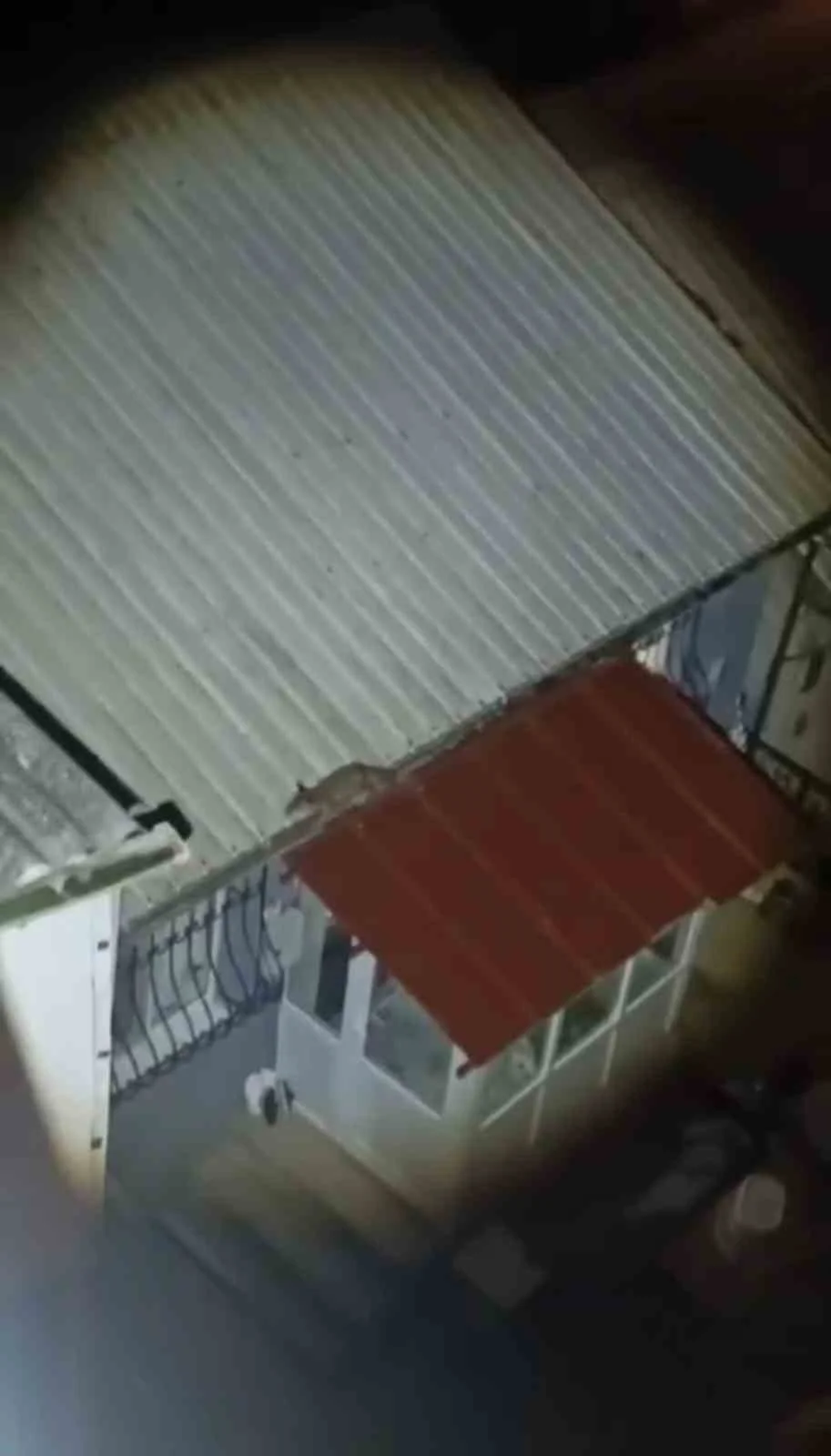 Bursa’da yolunu şaşıran tilki evin çatısına çıktı