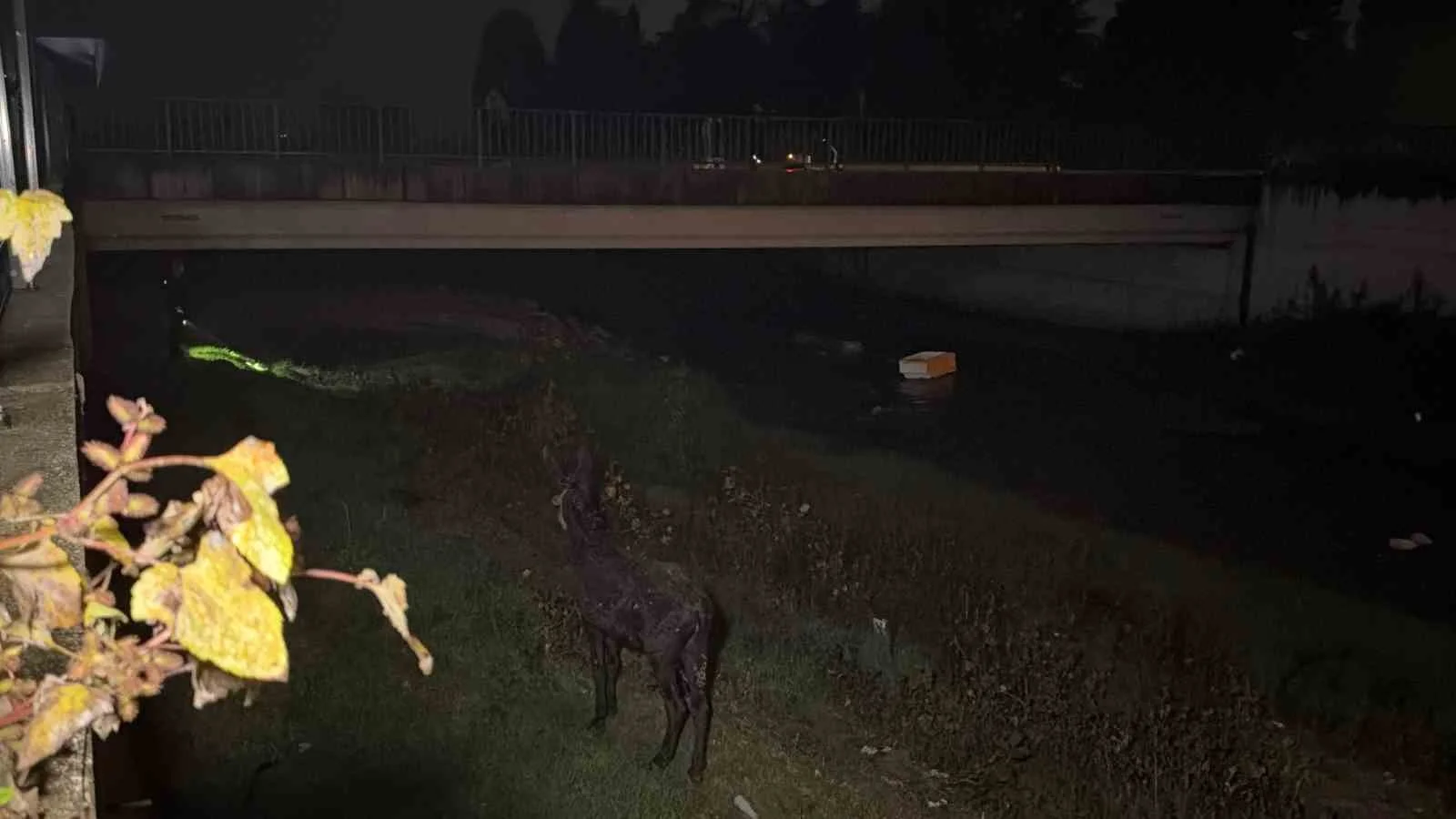 Vinçle kurtarılmayı bekleyen eşek sahibine koştu