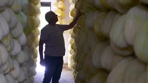 Yaz meyvesi kış sofralarını süsleyecek