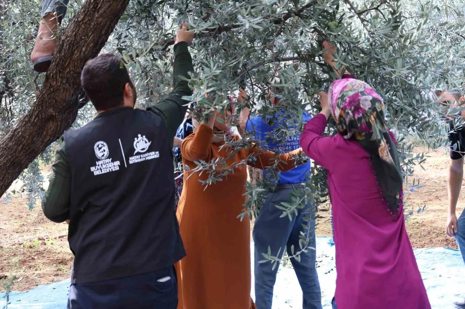 HBB’den zeytin üreticilerine mesleki eğitim desteği