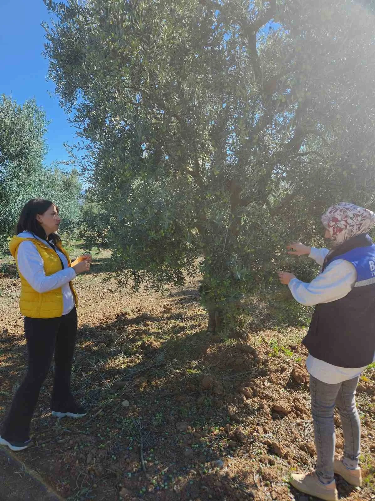 Bilecik’te zeytin ve zeytinyağı rekoltesi için saha çalışması