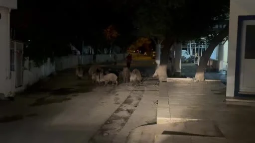Bodrum’da domuz sürüsü mahalleye indi