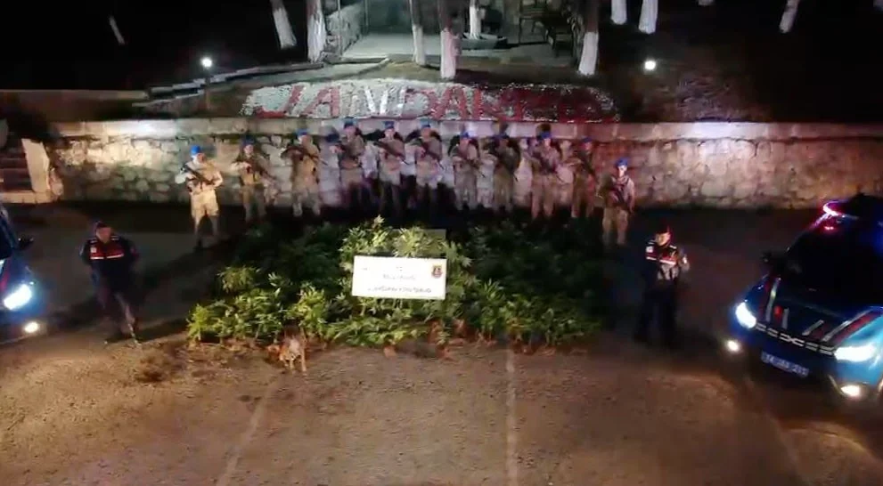 Bolu’da ormanlık alanda 288 kök kenevir ele geçirildi: 1 tutuklama