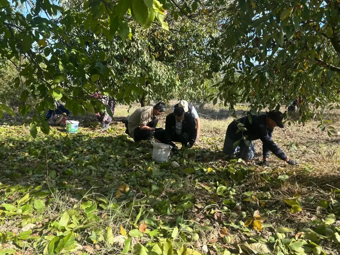 Bilecik’te ceviz hasadı heyecanı