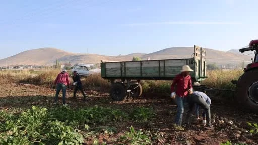 Kahramanmaraş’ta şeker pancarı hasadı başladı