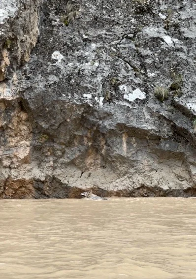 Erzincan’da kurtlarla yaban keçilerinin amansız mücadelesi kamerada