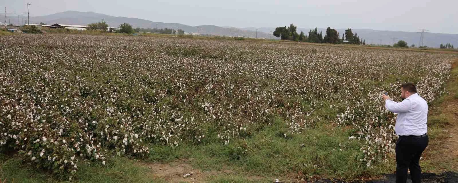 Aydın pamuğu yağmura hazırlıksız yakalandı