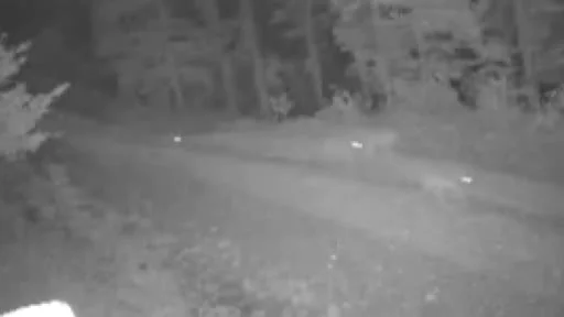 Safranbolu’da köye inen kurt sürüsü böyle görüntülendi