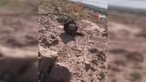 Elazığ’da yaralı ve bitkin çaylak kuşu bulundu