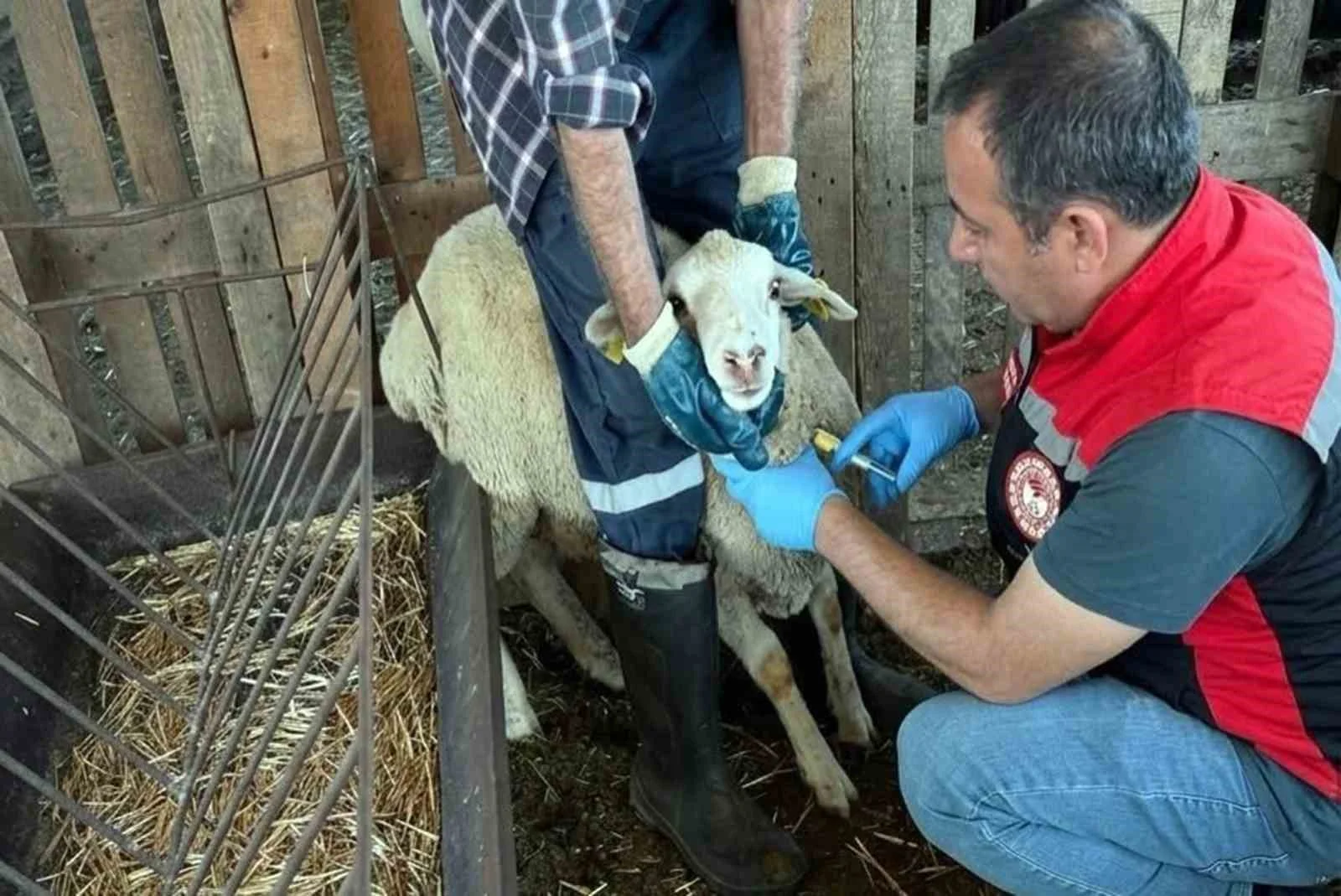 Muğla’da hayvan sağlığı ile mücadele çalışmaları devam ediyor