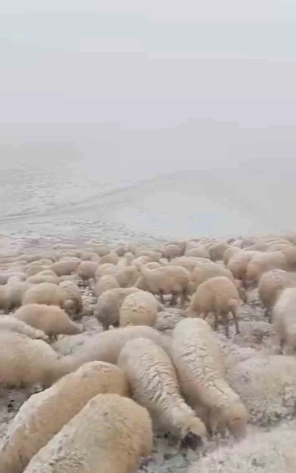 Tunceli’de yüksek kesimlere kar yağdı: Koyunlar karlar altında otladı