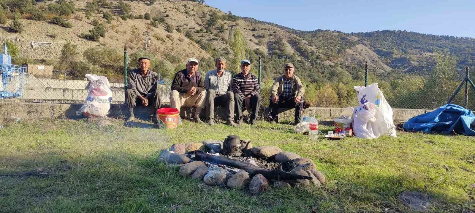 Bolu’da çeltik hasadı başladı