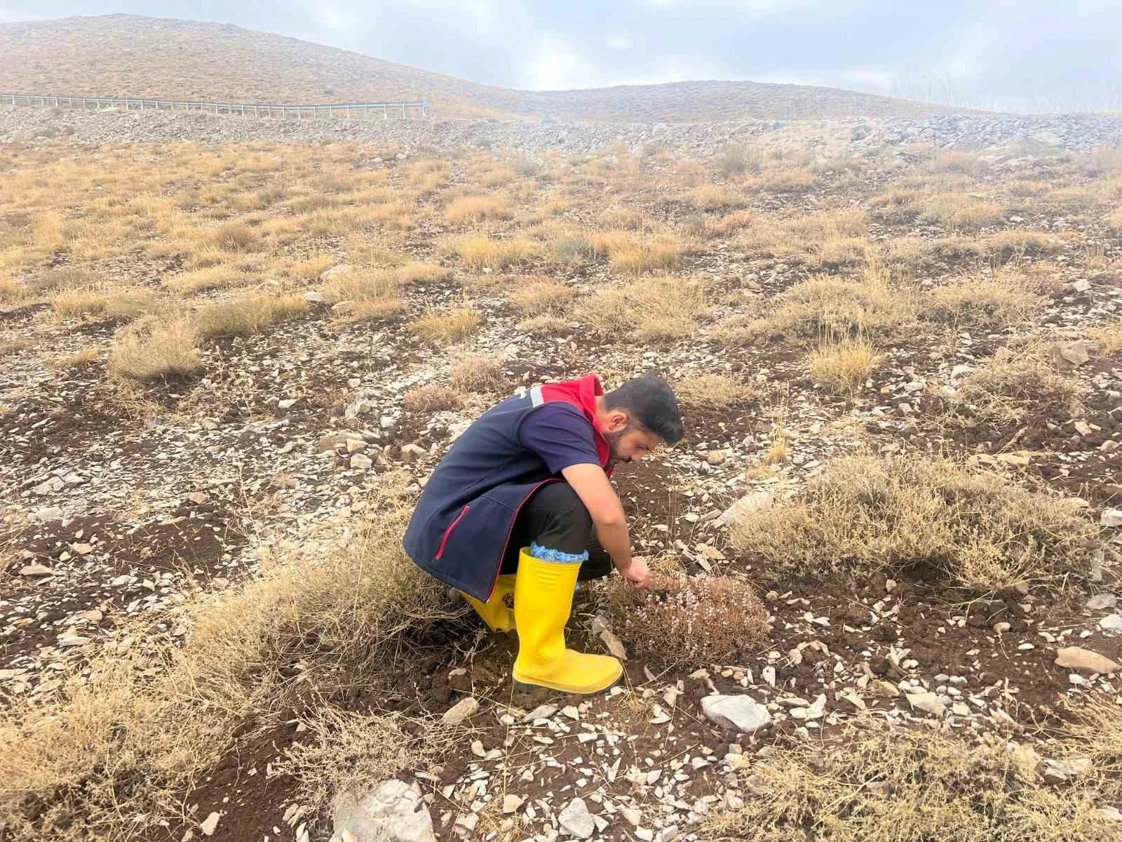 Şırnak’ta tarımsal verim için "süne" nöbeti