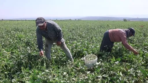 Protein ve lif bakımından zengin olan lübyede hasat başladı