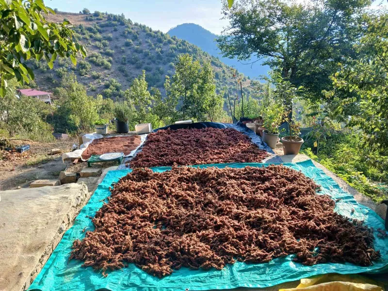 Kahramanmaraş’ta sumak hasadı