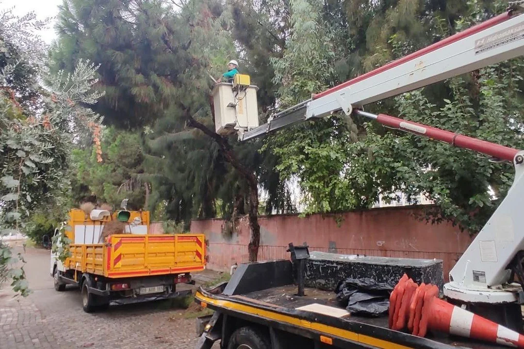 Efeler’de ağaç budama çalışmaları sürüyor
