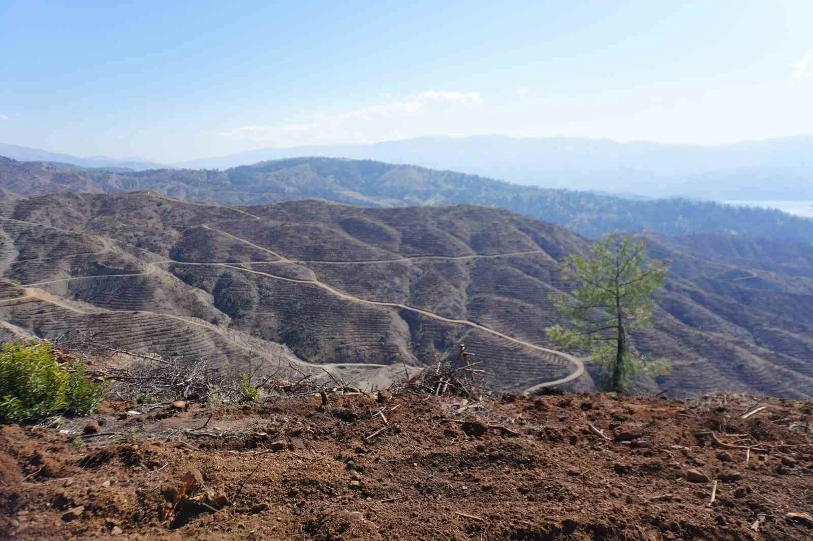 Kahramanmaraş’ta yanan ormanlara 1 milyon fidan dikilecek