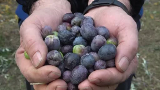 Artvin’in Butko zeytininde yeni sezon fiyatları açıklandı