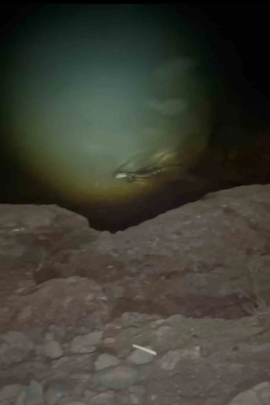 Elazığ’da gece saatlerinde balık avına çıkan su samuru görüntülendi