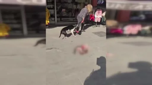 Esenyurt’ta sokakta kedi parçalayan Pitbull sahibine 95 bin TL ceza