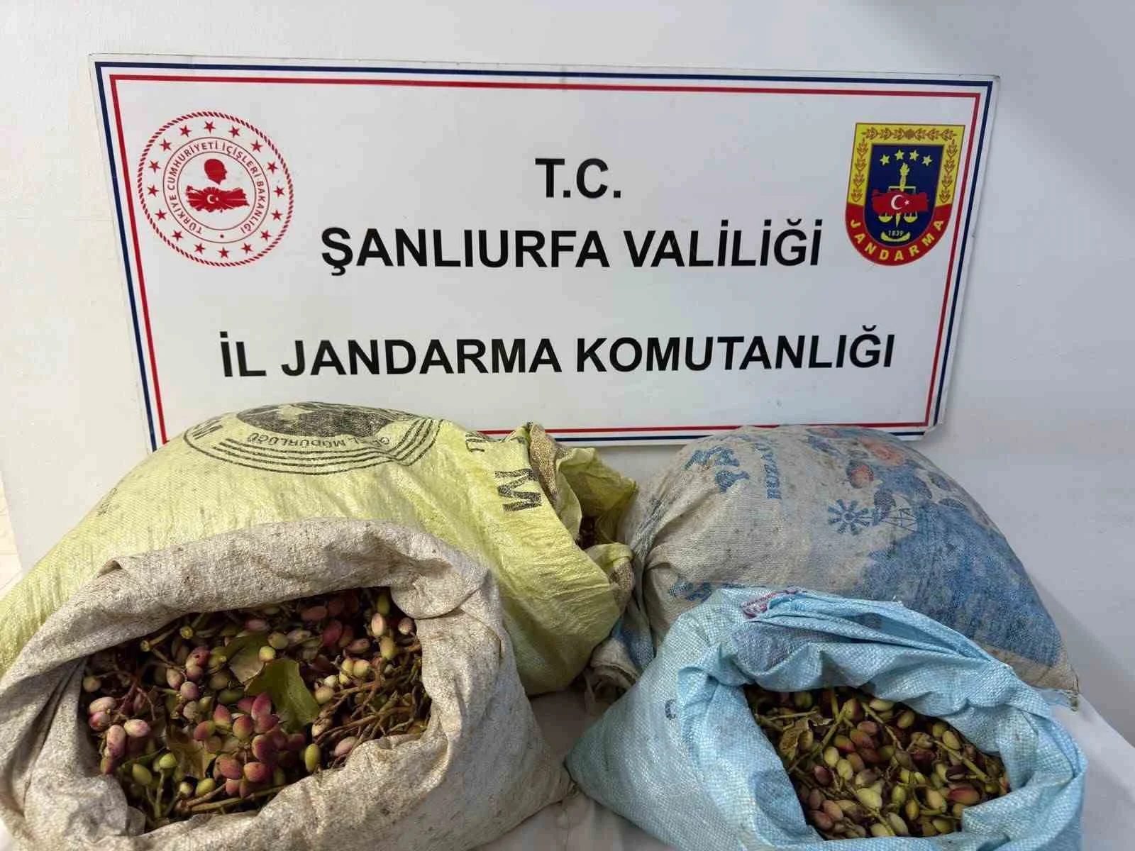 Şanlıurfa’da 4 fıstık hırsızı suçüstü yakalandı