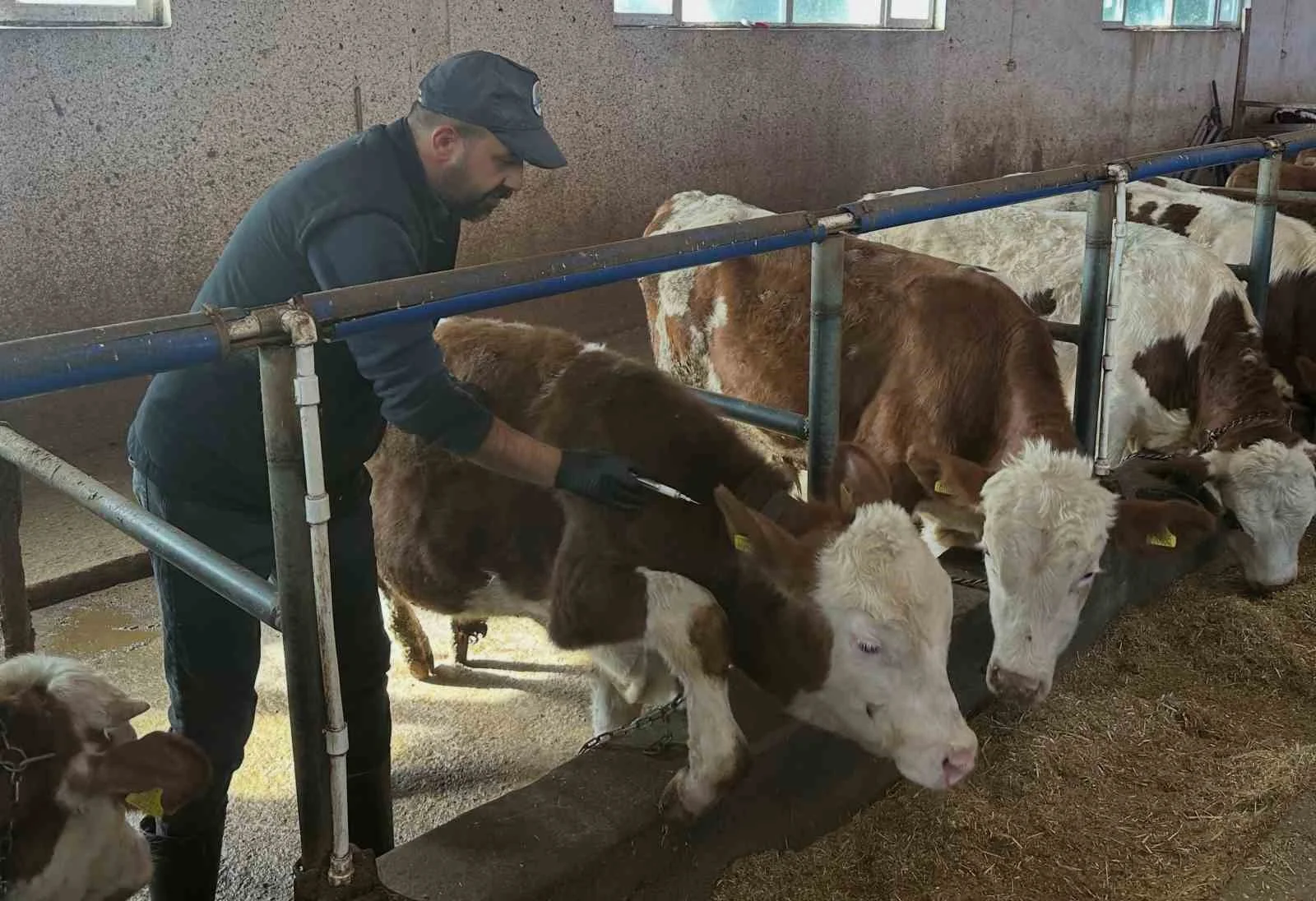 Aydıntepe’de şap aşılama ve küpeleme çalışmaları yeni yerleşimlerde devam ediyor