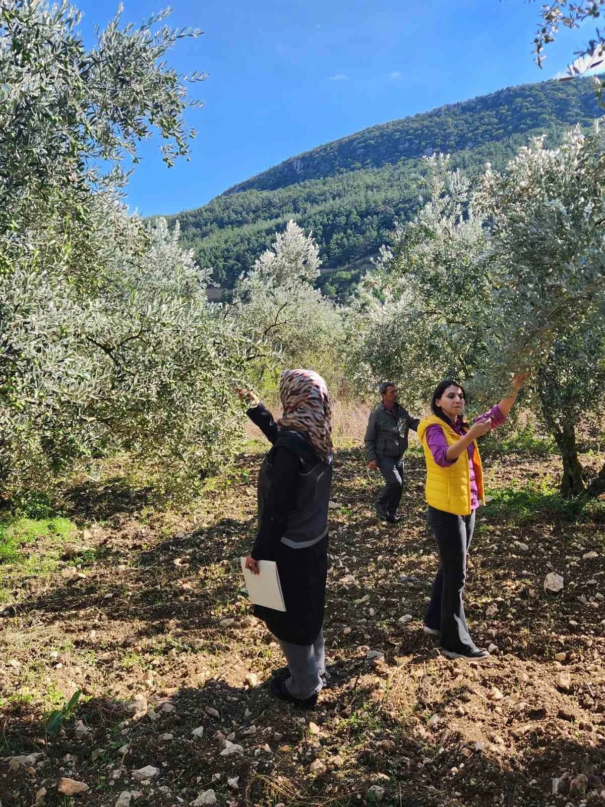 Bilecik’te zeytin ve zeytinyağı rekoltesi için saha çalışması