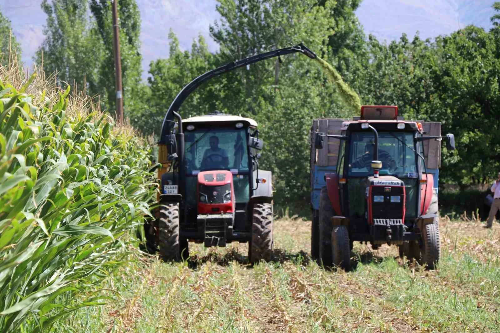 Erzincan Ovası’nda silajlık mısır hasadı sürüyor
