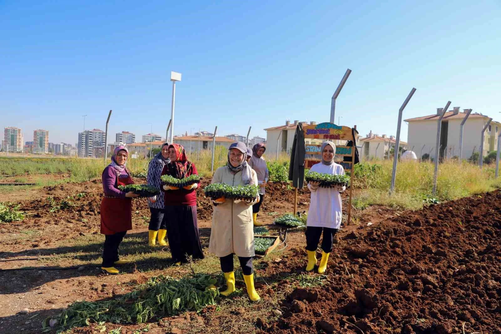 Kent bostanında kışlık üretim dönemi başladı