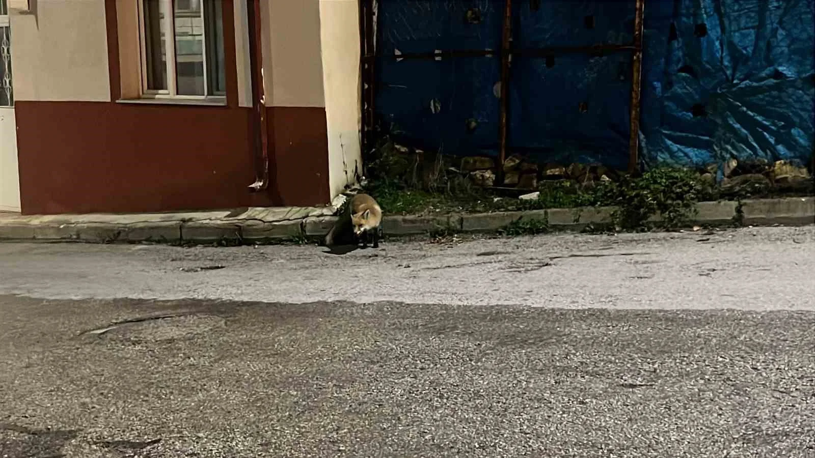 Sokak kedisi yemeğini paylaşmak istemediği tilkiyi kovaladı